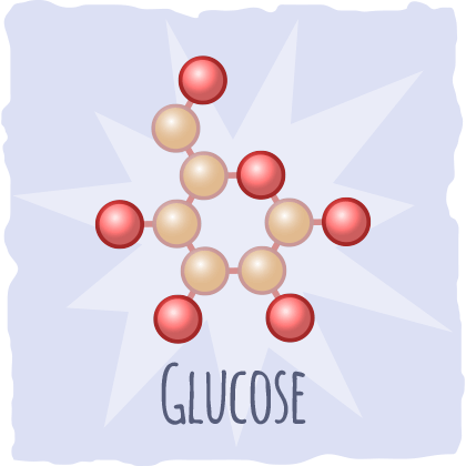 The glycolytic pathway and glycolysis.